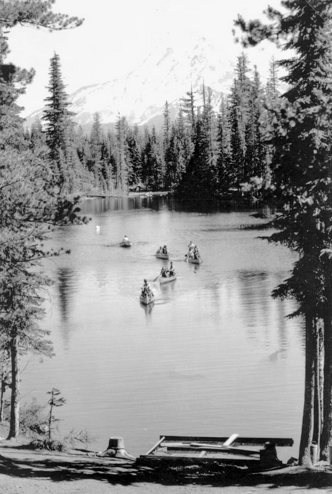 Screenshot 2025-12-15 at 10-57-31 Free Forest Image on Unsplash