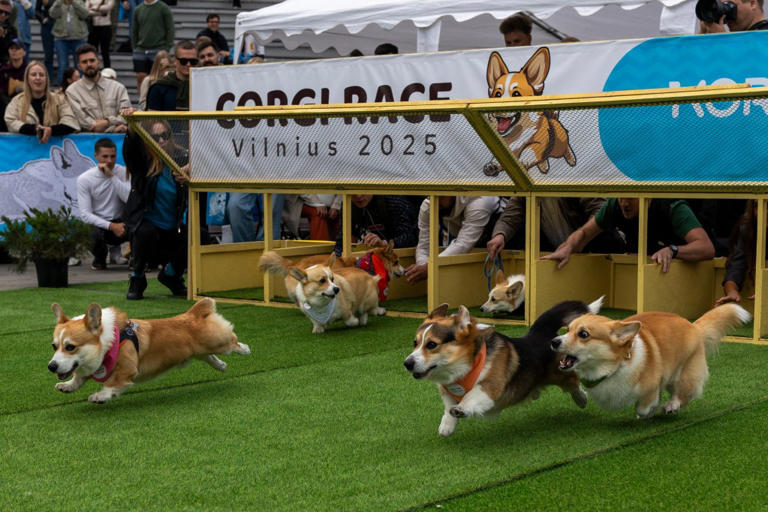 Screenshot 2026-08-23 at 08-53-43 FREE IMAGE corgi RACE at DuckDuckGo