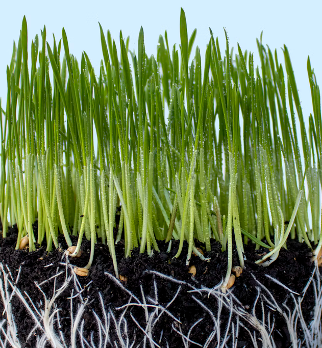 Screenshot 2026-10-12 at 11-12-09 Green plant on black soil - Free Photo on Unsplash